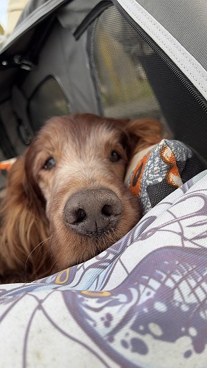 DUFA Art Deco Regulator - Euphrosina von Wolkenstein 06